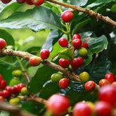 ARABICA-ROBUSTA Coffee Beans